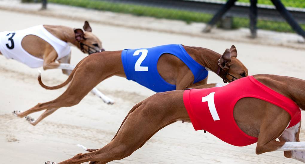 Greyhound racing is a great Cork hen do activity